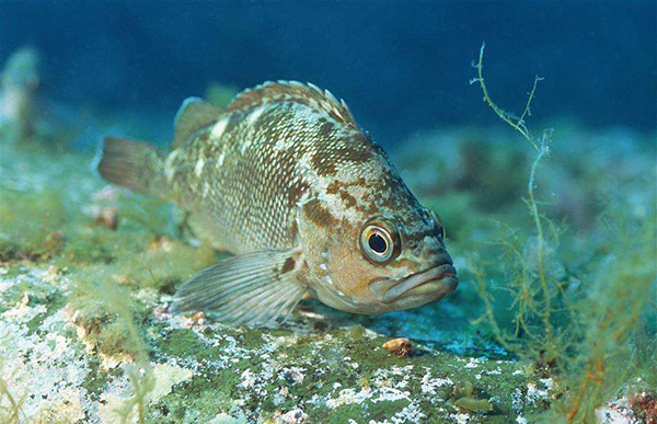 石斑魚